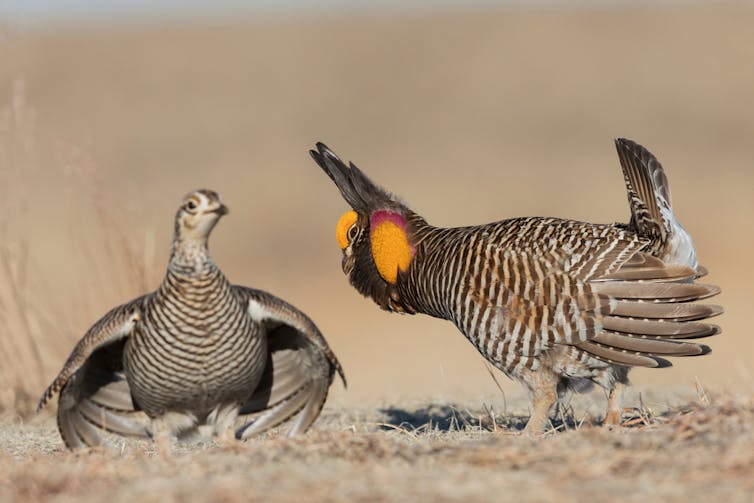 Two greater prairie chickens, with the male displaying for the female