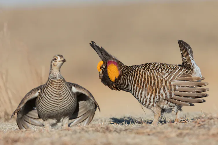 Two greater prairie chickens, with the male displaying for the female