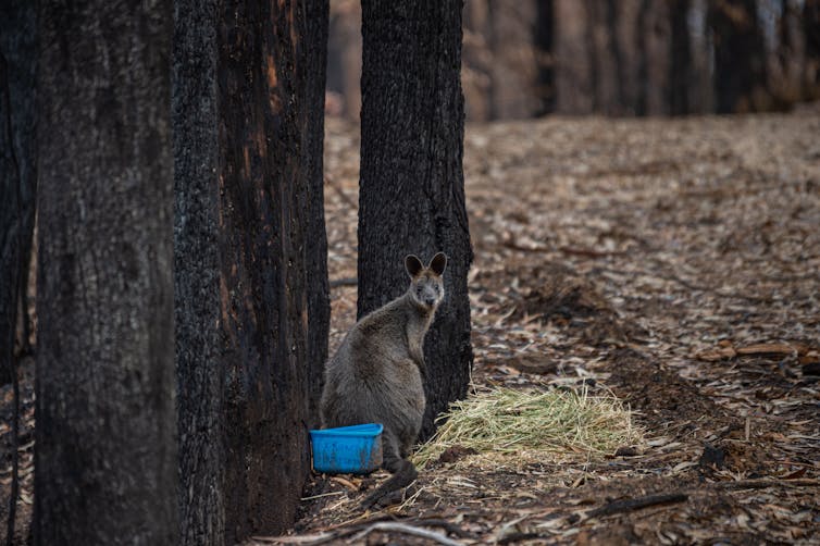 fire-affected wallaby and pile of fodder.