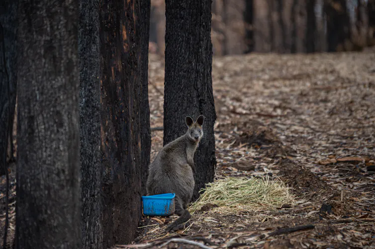 fire-affected wallaby and pile of fodder.