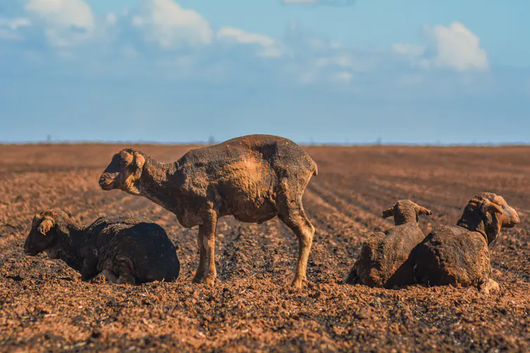 sheep with burned fleece after bushfires Australia.