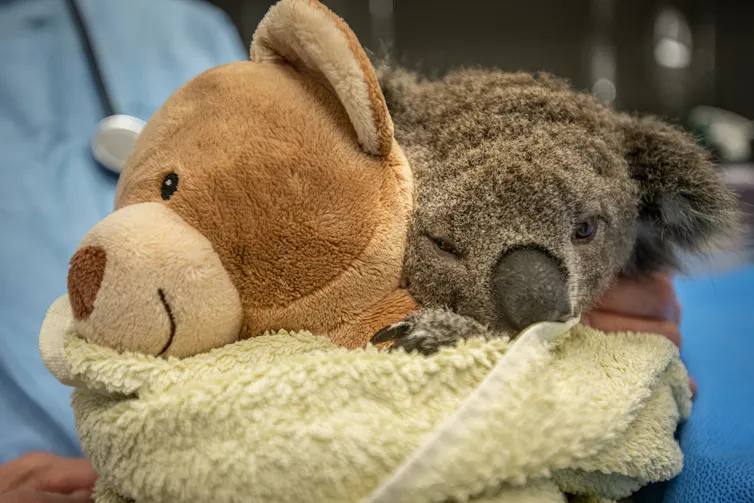young koala wrapped up with a teddy bear after bushfires.