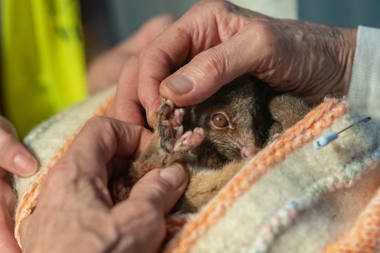 A carer holds a possum burned in the 2019-2020 fires.