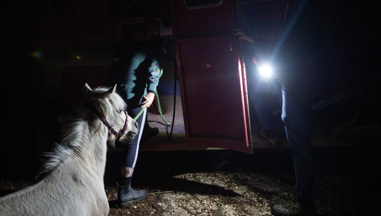 person leading pony into horse float to flee bushfire.