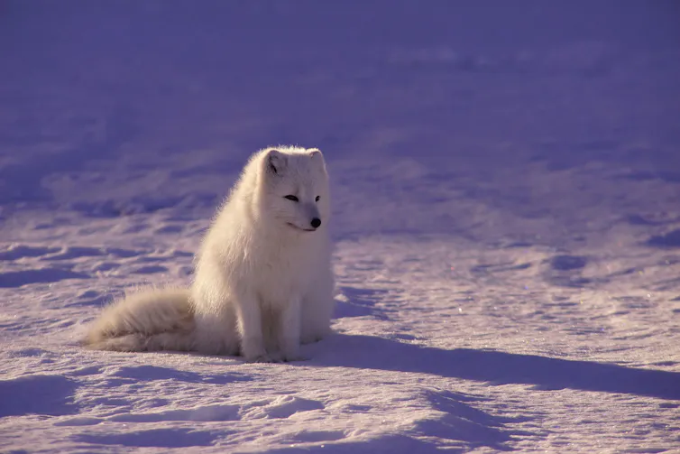 A white fox sitting on the snow in the daytime.