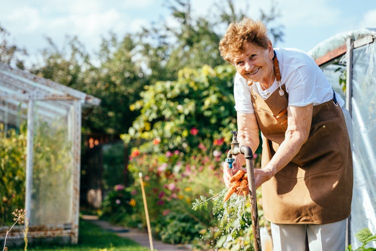 An older woman harvests some carrots from her garden.
