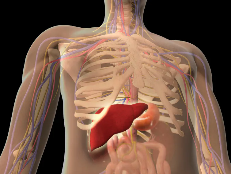 The human t -ae is shown on an anatomical model.