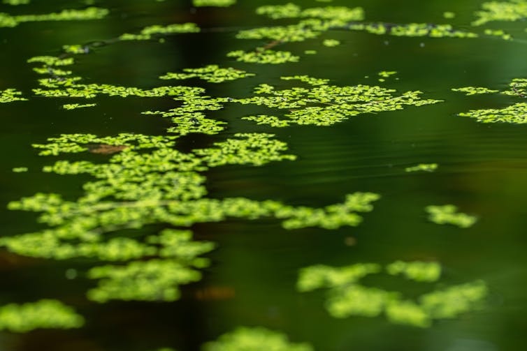 close up green algae on water surface