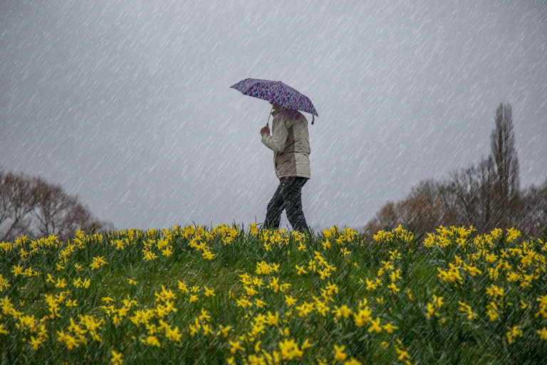 Person walking in the rain through a field of daffodils.