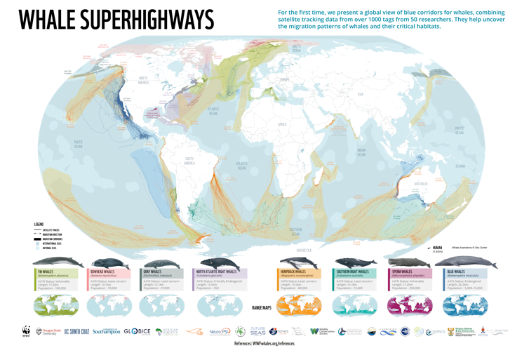 Artwork, tune and science mix at a brand new whale exhibition at Winchester Cathedral 2 world map of whale superhighways, colour coded