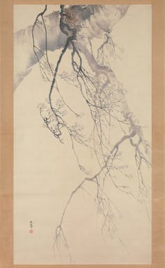 The sparse branches of an old cherry tree in Spring
