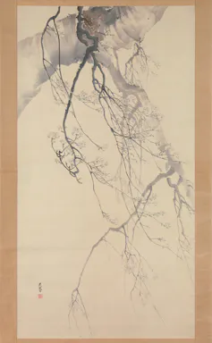 The sparse branches of an old cherry tree in Spring