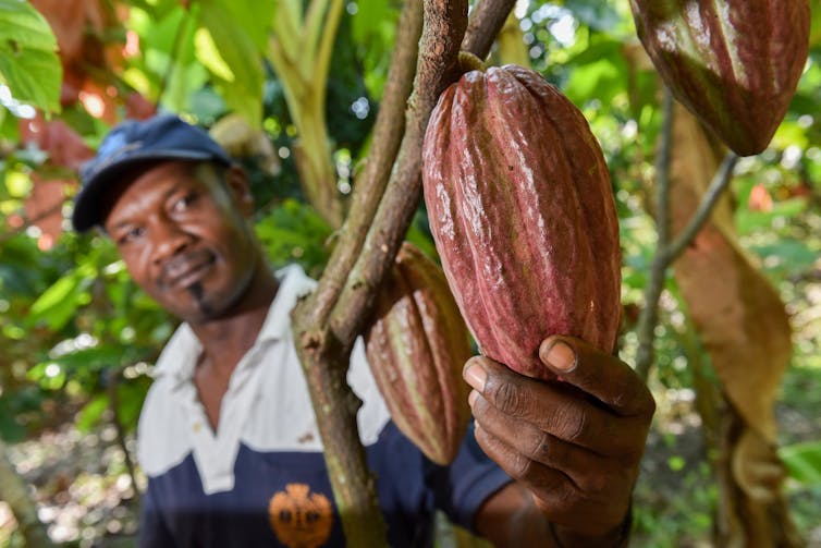 A man in a baseball cap reaches for a large pod on a tree.