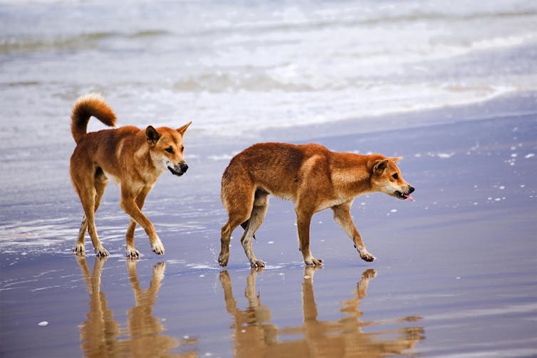 Two dingoes on the seashore.