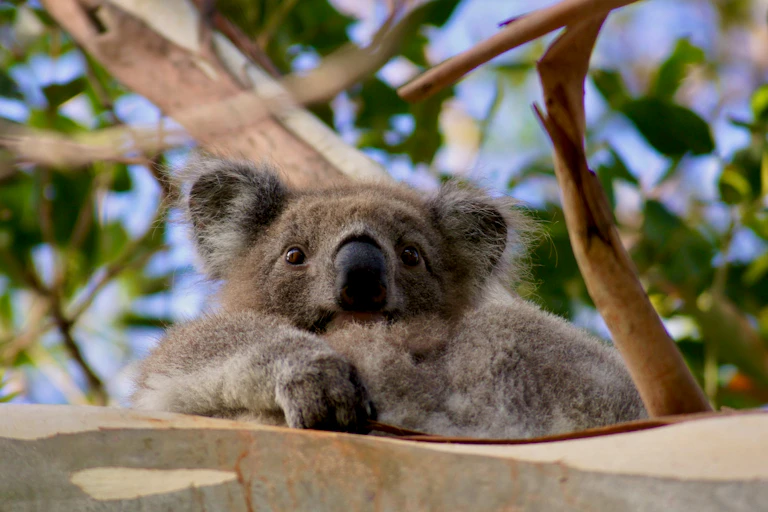 young male koala in tree