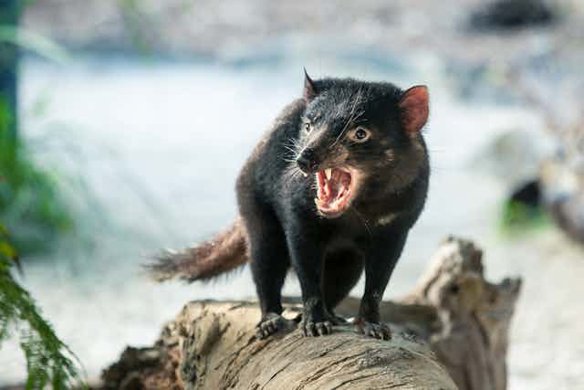 Baited breath: Tassie devils are dying from cancer but a new vaccine  approach could help save them - Australian Geographic