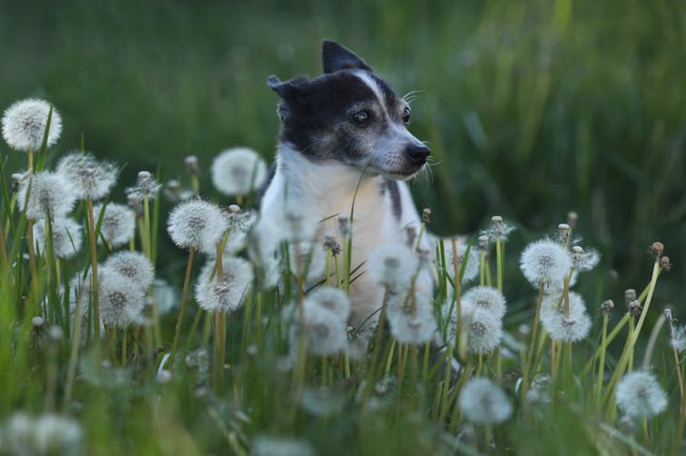 An older dog frolics in the grass