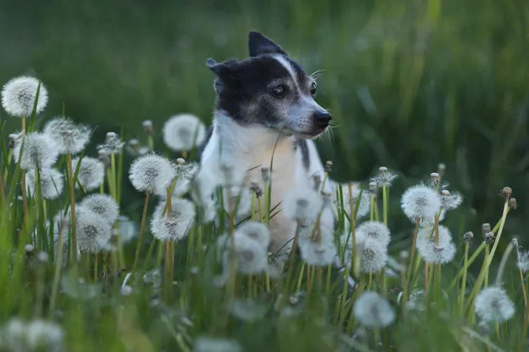 An older dog frolics in the grass