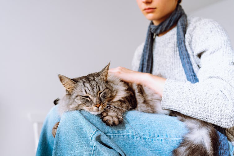 A woman pets an older cat asleep on her lap.