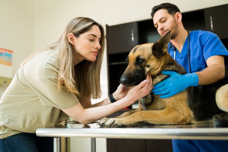 A woman and her elderly dog visit the vet.