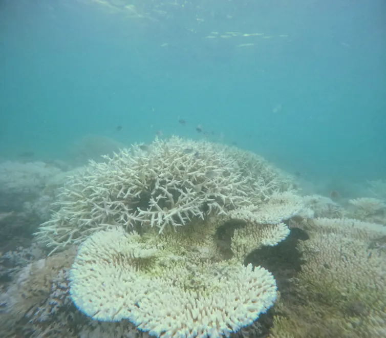 bleached coral linked to marine heatwave.