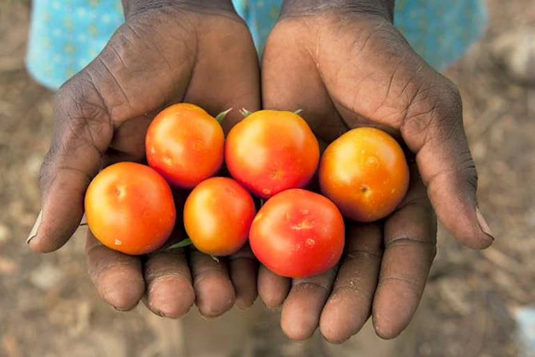 Des mains tenant des tomates.