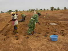 Women stand on soil with little pits dug into it about 10cm deep, planting new crops