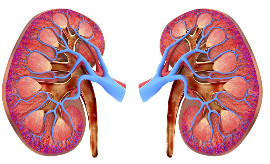 West Africans Have a High Risk of Kidney Disease – New Study Confirms Genetic Cause West Africans Have a High Risk of Kidney Disease – New Study Confirms Genetic Cause