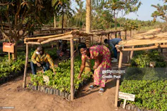 In a Rwandan forest, people are planting seedlings under home made wooden awnings in small squares - farming and forestry go together here