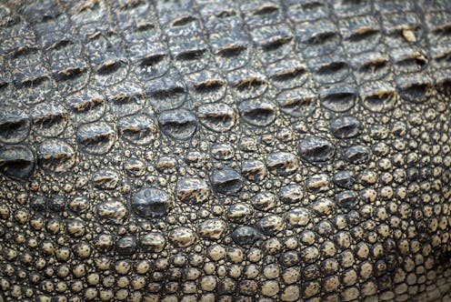 Even as the tide turned for fur, crocodile leather kept selling in high-end fashion. But for how much longer?