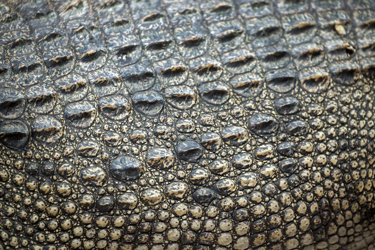 crocodile skin close up.