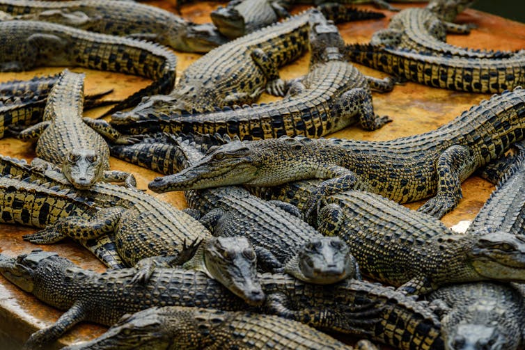 crocodiles in a farm.