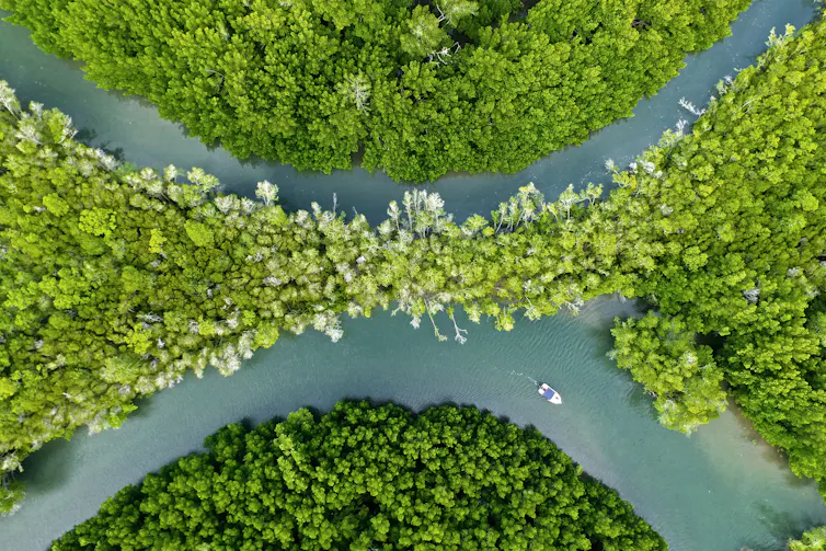 aerial view of river and vegetation in north queensland