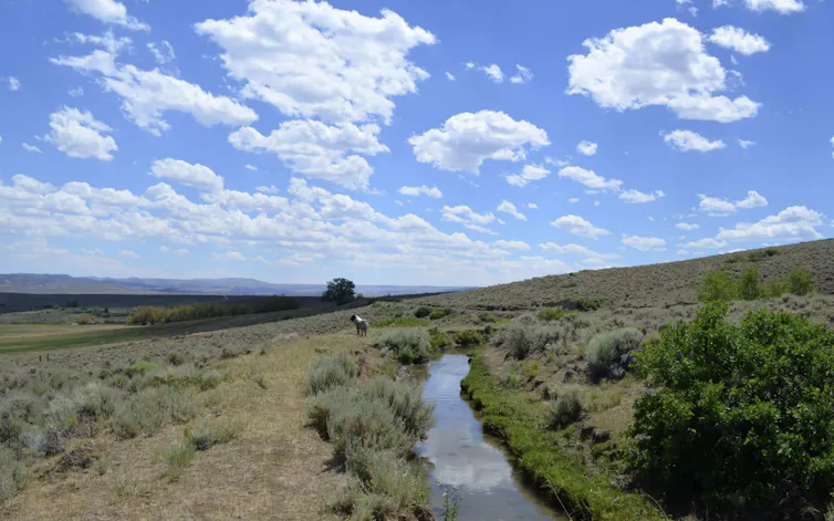 A horse or donkey next to river bank with puffy clouds in the sky.