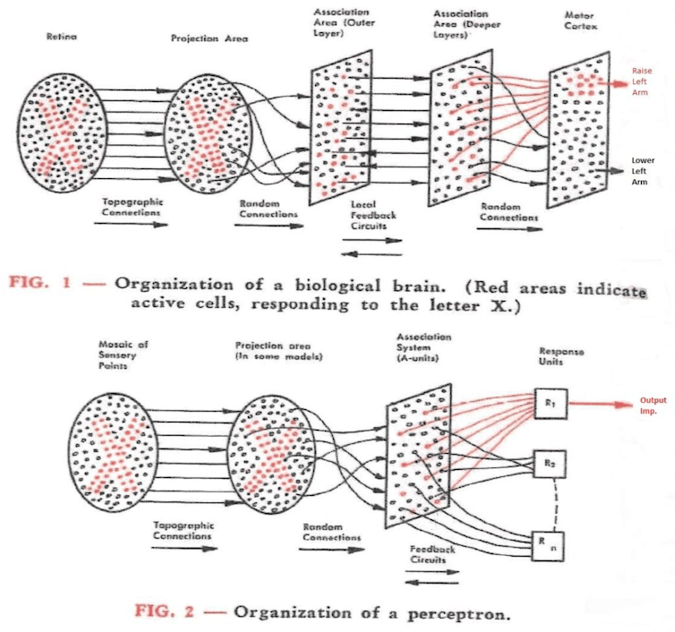 Diagrams comparing connections between cells in the human brain and components of the perceptron.