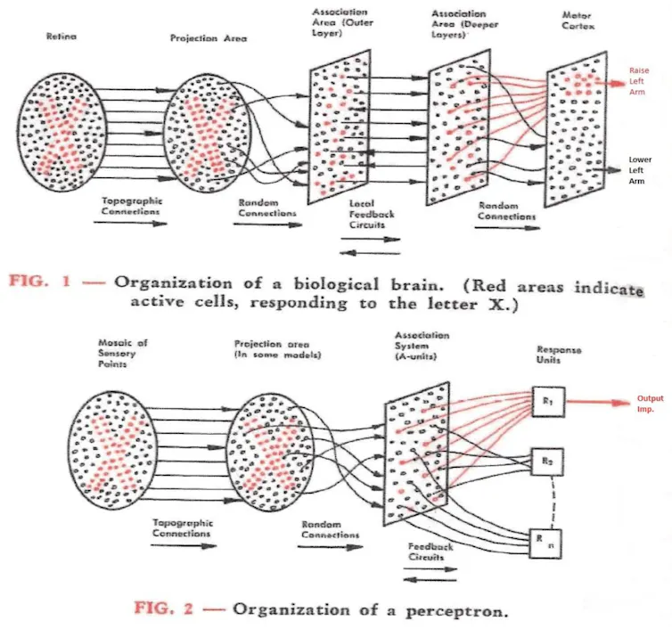 Diagrams comparing connections between cells in the human brain and components of the perceptron.