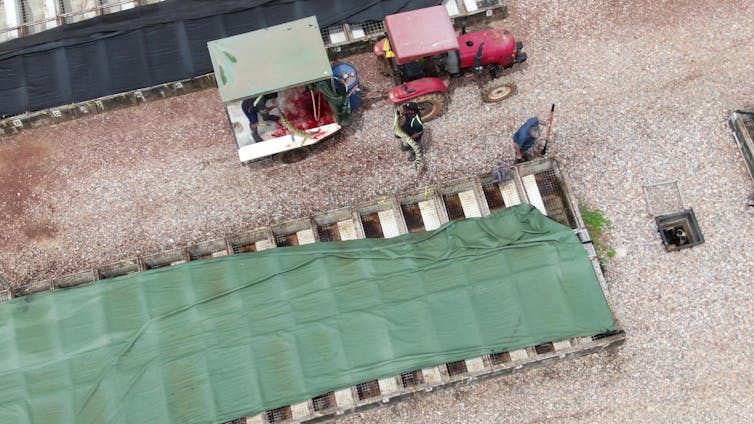 A crocodile is slaughtered by a person in a trailer while another crocodile is being pulled by two men out of a cage.