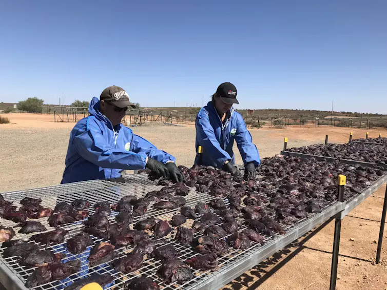 people making poison baits for predator control.
