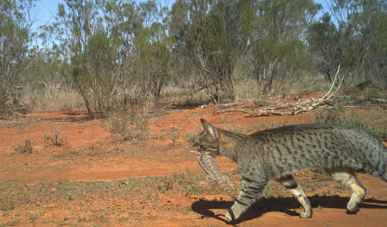 feral cat with prey, lizard in jaws