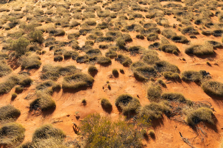 fox crossing scrubby desert.
