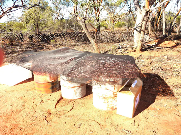 feral cat bait being dried on racks.
