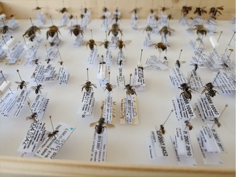 Illustration de la large diversité d’espèces d’abeilles collectées en France, on note des tailles très différentes