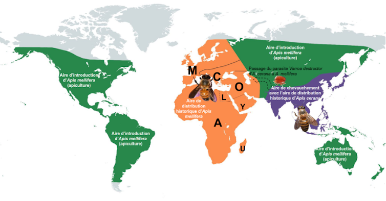 Carte représentant l’aire de répartition historique de l’abeille à miel Apis mellifera