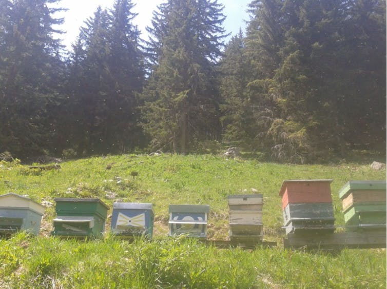 Alignements de ruches au sein du conservatoire de Savoie oeuvrant à la préservation de la génétique de l’abeille noire