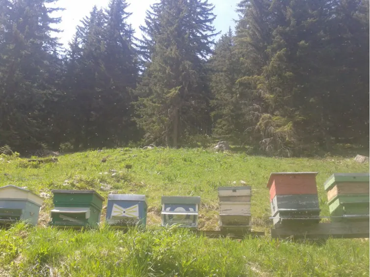 Alignements de ruches au sein du conservatoire de Savoie oeuvrant à la préservation de la génétique de l’abeille noire