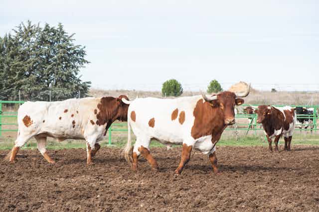 El papel de los científicos en el debate sobre la ganadería