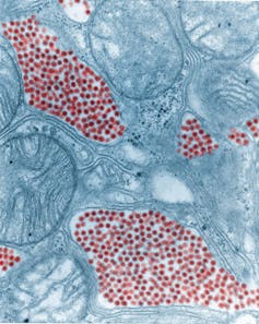 Microscopy image of oblong blobs filled with small red circles, surrounded by blue cicular blobs