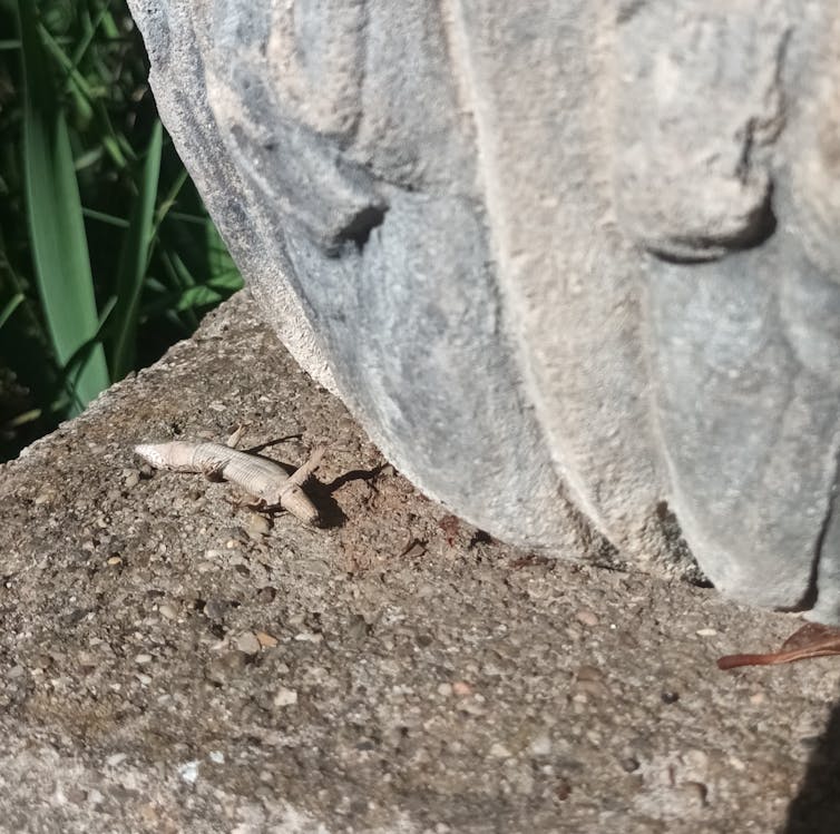 When cats make a risk to biodiversity 1 file 20250130 15 yepsc8.jpg?ixlib=rb 4.1