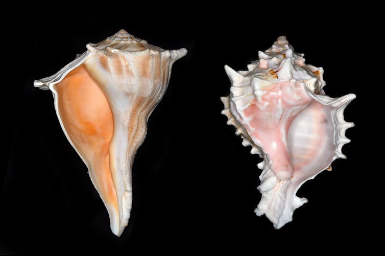 two seasnail shells against a black background
