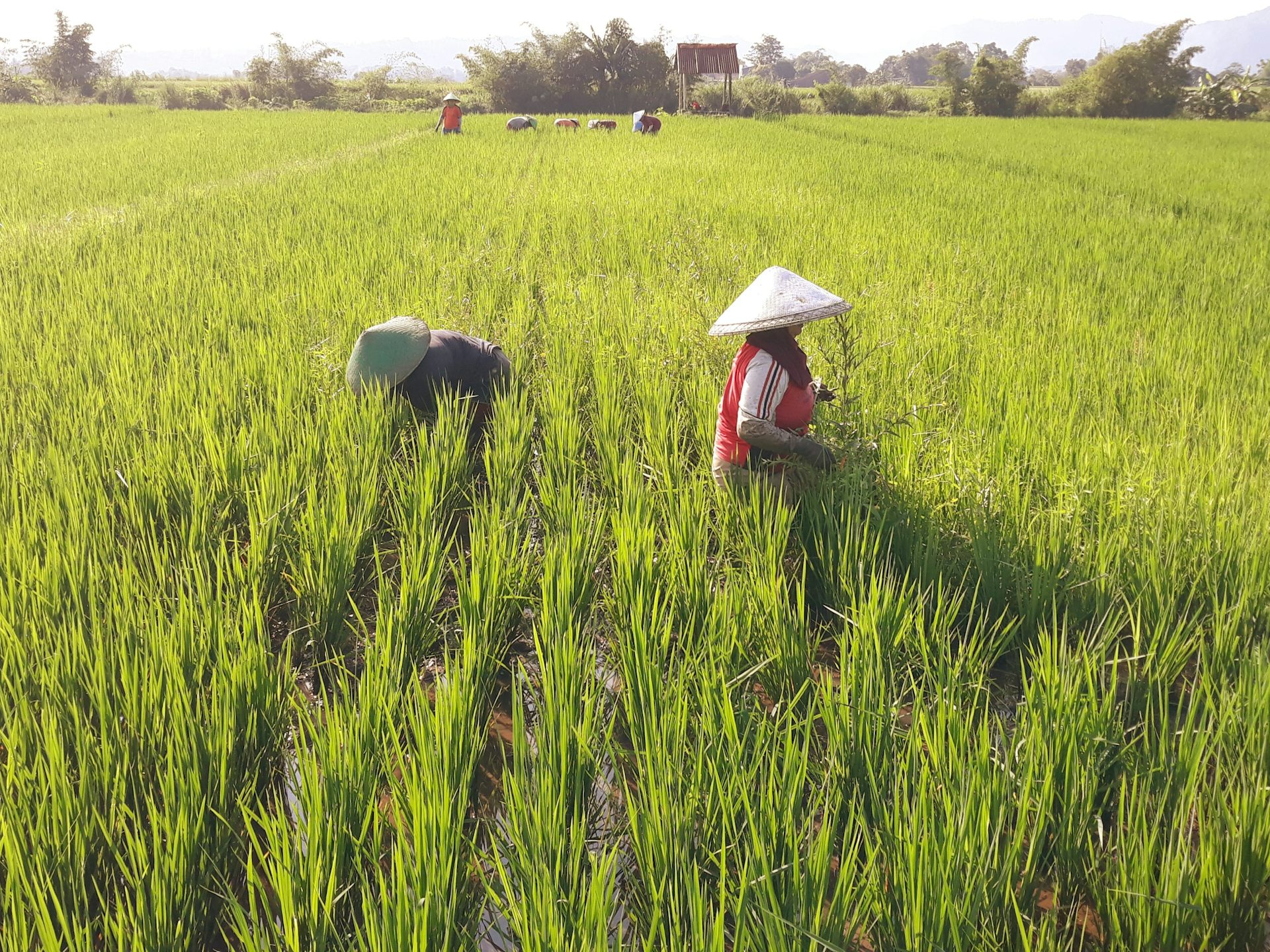 Tidak perlu latah negara lain, Indonesia bisa unggul jika fokus pada riset tumbuhan